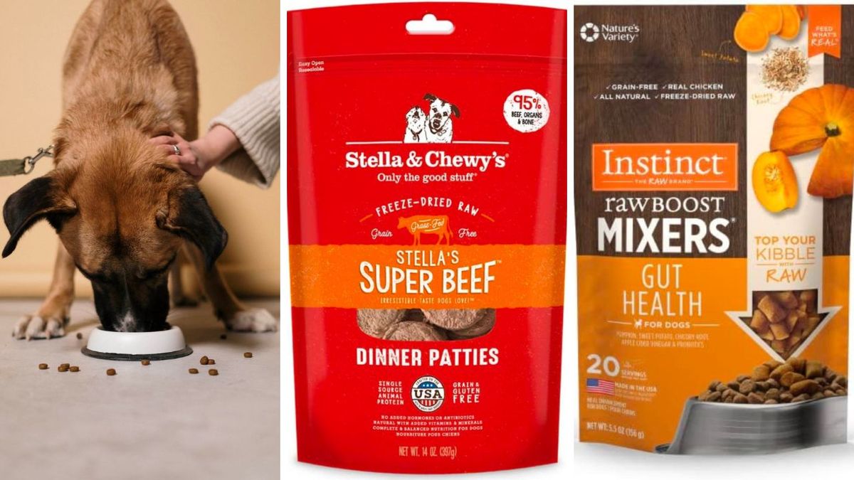 The Best Freeze Dried Dog Food | Choosing The Perfect One